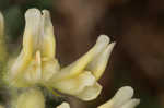 Tennessee milkvetch